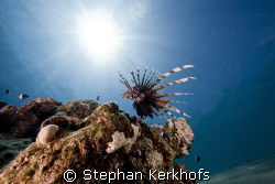 lion fish (pterois miles) taken in Na'ama Bay. by Stephan Kerkhofs 